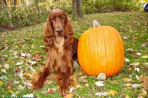 AKC CH Belvedere's New Beginning CGC
Bentley