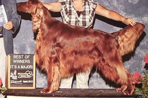 AKC CH Belvedere's New Beginning CGC
Bentley