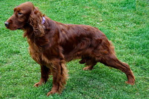 Elegant Motley Acres Star Of Goldset (Romania)
	-Ellie