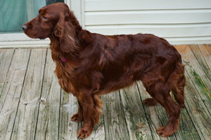 Elegant Motley Acres Star Of Goldset (Romania)
	-Ellie