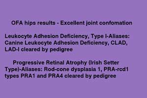 DNA tests of Elegant Motley Acres Star Of Goldset (Romania)
	-Ellie