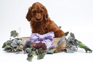 Mother Irishdoodle-SHEENA
