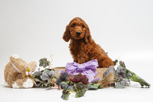 Mother Irishdoodle-SHEENA