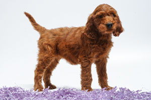 Mother Irishdoodle as a puppy-SHEENA