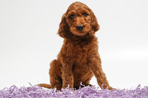 Mother Irishdoodle-SHEENA