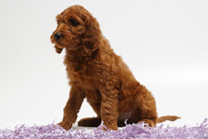 Mother Irishdoodle-SHEENA