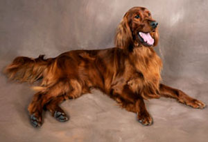 Photo of Father-Irish Setter.