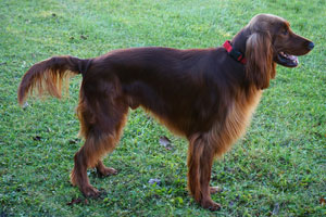 Opie Irish Setter