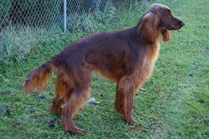 Motley Acres Heavenly Optimus Prime
	-Opie