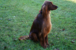 Motley Acres Heavenly Optimus Prime
	-Opie