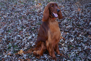 Motley Acres Heavenly Optimus Prime
	-Opie