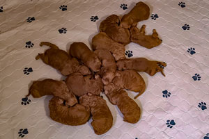 Puppies of SHEENA, one week old, 10-23-2020. 