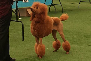 One of Zena's Puppys