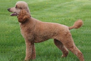 Red Standard Poodle-Zena