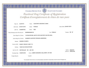 Canadian Kennel Club Registered