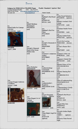 Zena's Pedigree