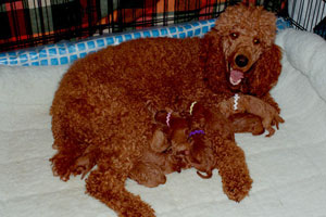 Zena and her puppys