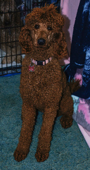 Zoey, one of Zena's kids