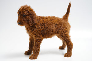 Red Irish Doodle Puppy