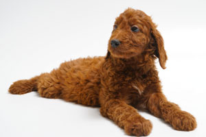 Red Irish Doodle Puppy