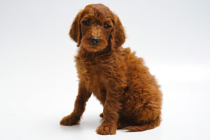 Remey-dark red standard Irish Doodle Male
