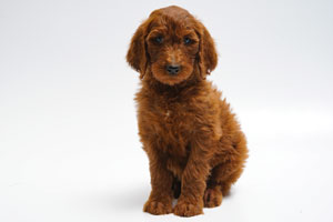 Remey-dark red standard Irish Doodle Male