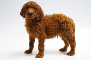 Remey-dark red standard Irish Doodle Male
