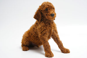 Red Irish Doodle Puppy