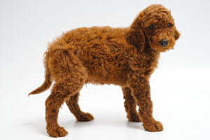 Red Irish Doodle Puppy