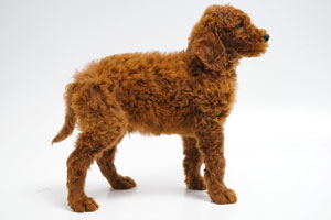 Red Irish Doodle Puppy