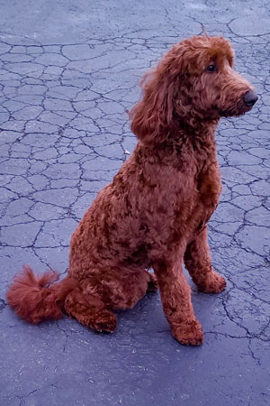 Red standard irish doodle photo -Remey
