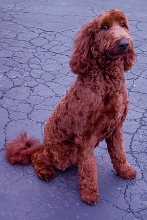 Red standard irish doodle photo -Remey