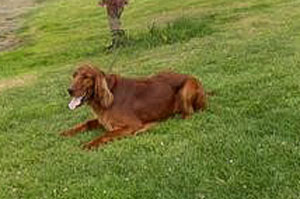Motley Acres Sweet Sarah-Sarah