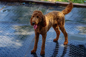 Mother Irishdoodle-SHEENA