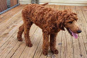 Mother Irishdoodle-SHEENA